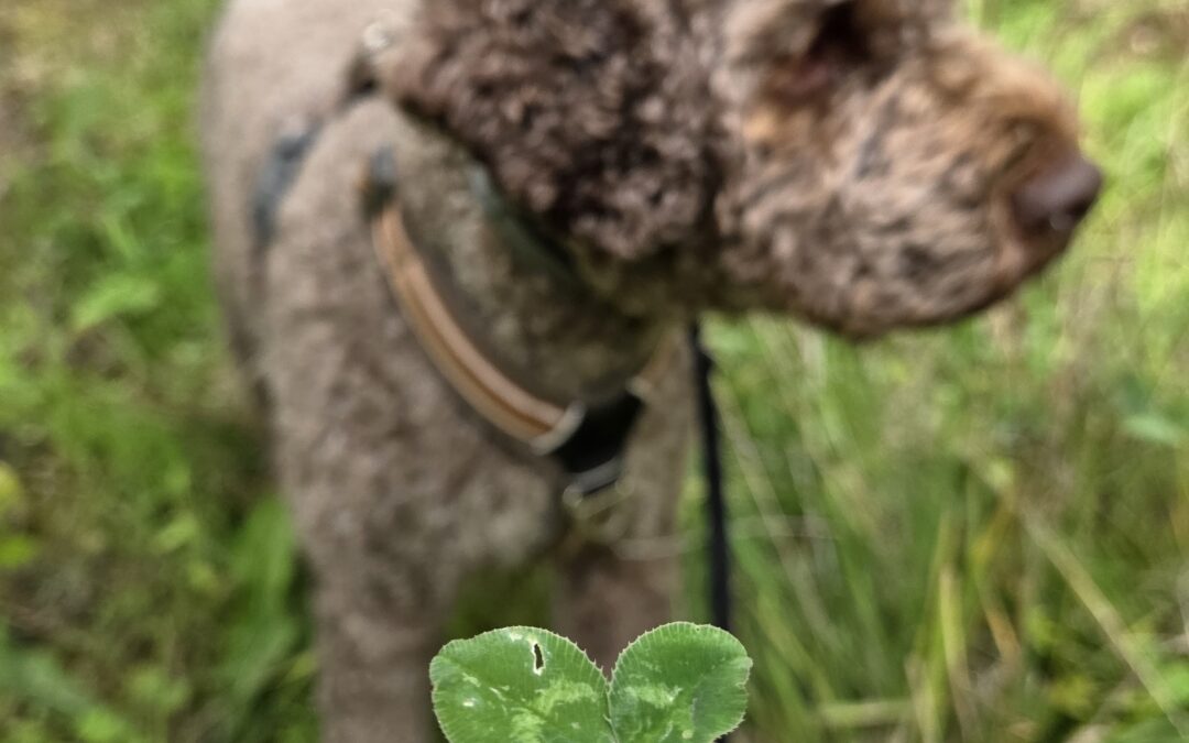 Sundowner mit Hängematte, Klangbad & Trüffeln