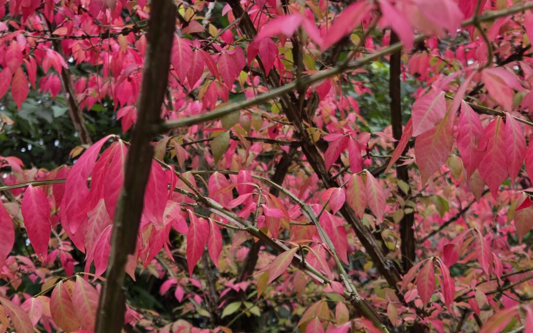 Hallo Herbst! Ikebana im Wald